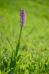 Military Orchid - Orchis militaris, beautiful colored flowering plant from European meadows and marshes, Czech Republic.