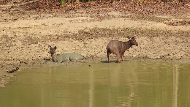 A pair of Sambar Deer (Rusa unicolor) take a mud bath (2/2). Filmed in Kaeng Krachan National Park, Thailand.