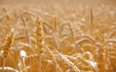 Gold background with wheat ears. Close Up wheat field in harvest season with sunlight.