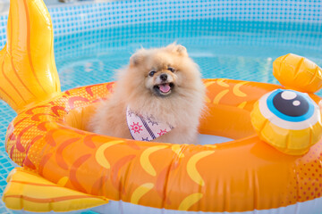Beautiful cute fluffy pomeranian dog relaxing and floating in a floating inflatable device in the swimming pool. Enjoy the summer.