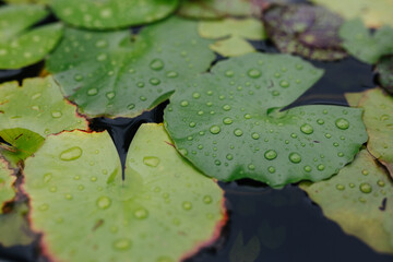 raindrops on lotus leaves.