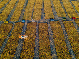 Scenic view of apricot harvest and drying in Malatya city in Turkey