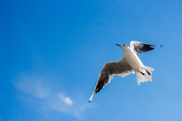 seagull in flight