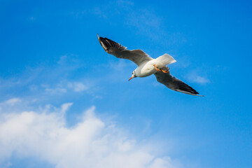 seagull in flight