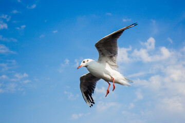 seagull in flight