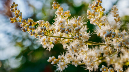 flowers on a branch