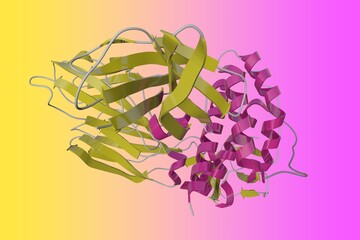 Crystal structure of human interleukin-2 in complex with interleukin-2 receptor. Ribbons diagram in secondary structure coloring. Rendering based on protein data bank. 3d illustration