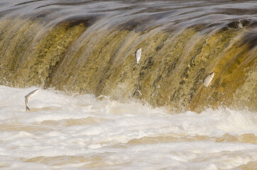 Fishes go for spawning upstream. Vimba jumps over waterfall on the Venta River. Kuldiga, Latvia.