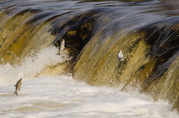 Fishes go for spawning upstream. Vimba jumps over waterfall on the Venta River. Kuldiga, Latvia.
