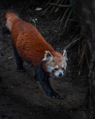 Roter Panda