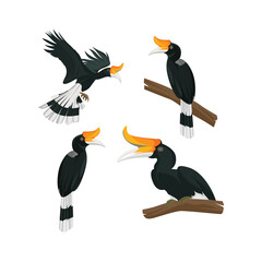 Illustration of large beak hornbill bird bundle