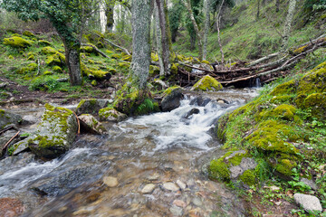 Arroyo de Serrezuelas. Avila. España. Europa.