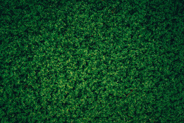 Fototapeta premium Lush Rainforest Carpet: Delicate, Verdant Grass Flourishing in the Heart of the Dense Tropical Wilderness
