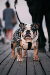 English bulldog with blue eyes looking at the camera