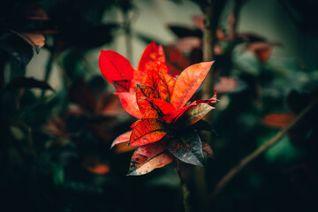 Vibrant Foliage: Stunning Contrasts of Red and Green in Exquisite Plant Leaves