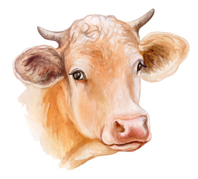 recommend clip art: Cow portrait isolated on white background. Head  Watercolor. Illustration. Template. Farm animal