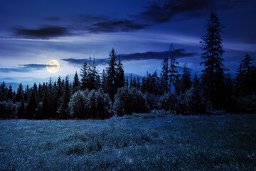 spruce forest on the grassy hillside at night. beautiful nature scenery in mountains. summer...