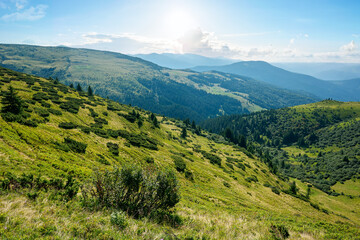 Naklejka premium carpathian mountain landscape on a bright forenoon. beatiful scenery with green rolling hills beneath a fluffy clouds on a blue sky in summer. popular travel destination of chornohora ridge