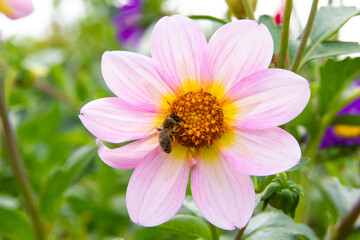 A bee collects nectar on a large beautiful zinnia chamomile. Summer in the garden. Close-up. Place for your text.