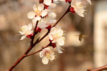blossom in spring, fragile bee 