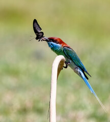 blue throated bee eater