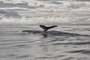 the tail of a humpback whale in the water
