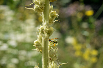 bee on a flower