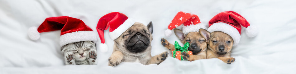 Group of pets - puppies and kitten wearing red santa hats sleep together under a white blanket on a...