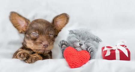 Kitten and Dachshund puppy sleep together with gift box under a white blanket on a bed at home....