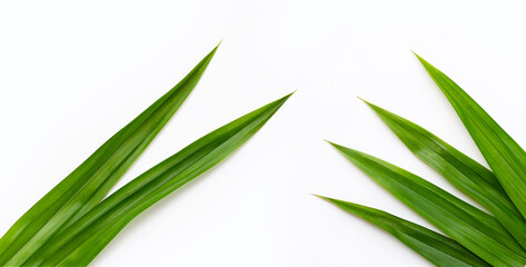Fresh green pandan leaves on white background.