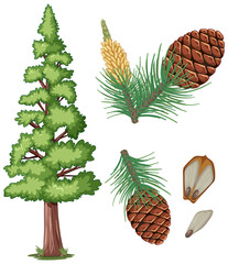 Set of pinecorn and pine needles isolated