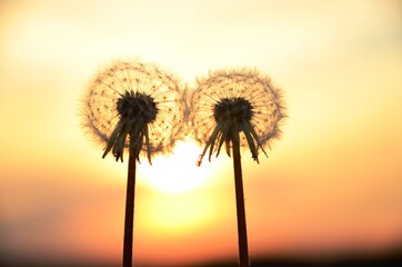 dandelions at sunset