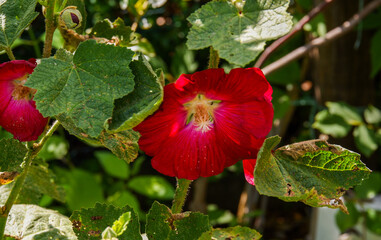 Verschieden farbige Blüten der Stockrose im Garten