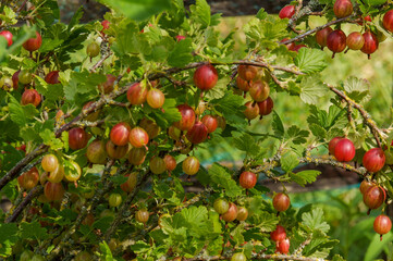 Die Stachelbeeren am Strauch sind bald reif.