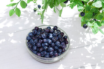 Glass jar with fresh bilberry, bilberry bush. Copy space.
