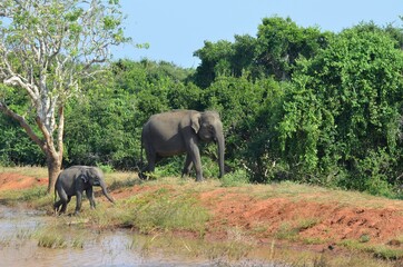 Fototapeta premium Sri Lanka wild Indian Elephant and baby