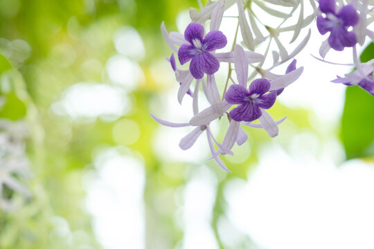 Queens Wreath, Bluebird Vine, Sandpaper Vine, Purple.