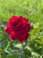 red rose in garden