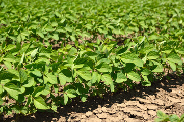green soya bean field in bright spring day