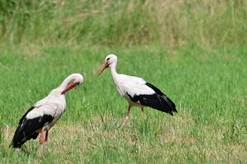 Storch - Adebar