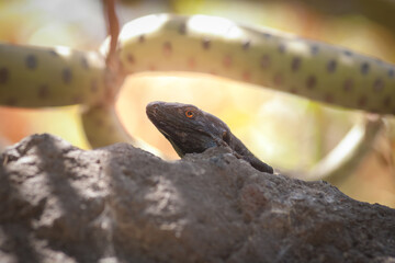 the head of a lizard with a bright orange eye peeking out from behind a stone in a tropical thicket, close-up