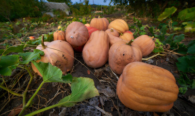 Pumpkin plants with rich harvest on a field ready to be harvested