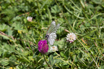 butterfly on a flower