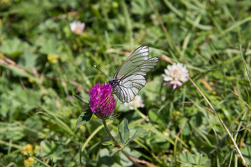 butterfly on a flower