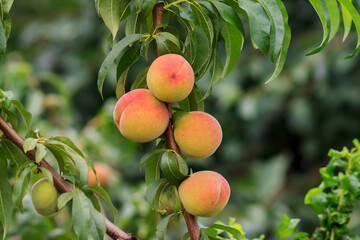 Ripe peaches hanging on the tree in the orchard.