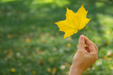 Single autumn maple leaf in woman's hand.