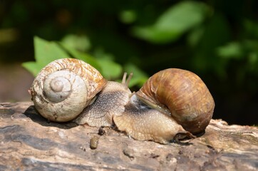 snails in love