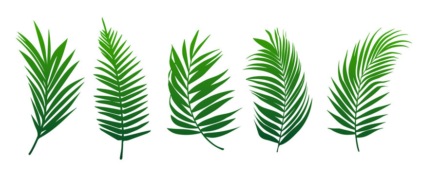 Beautiful palm tree leaf set green background vector illustration 2.