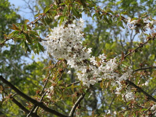 tree blossom