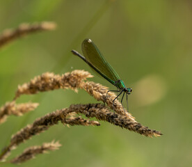 zielona ważka na trawie